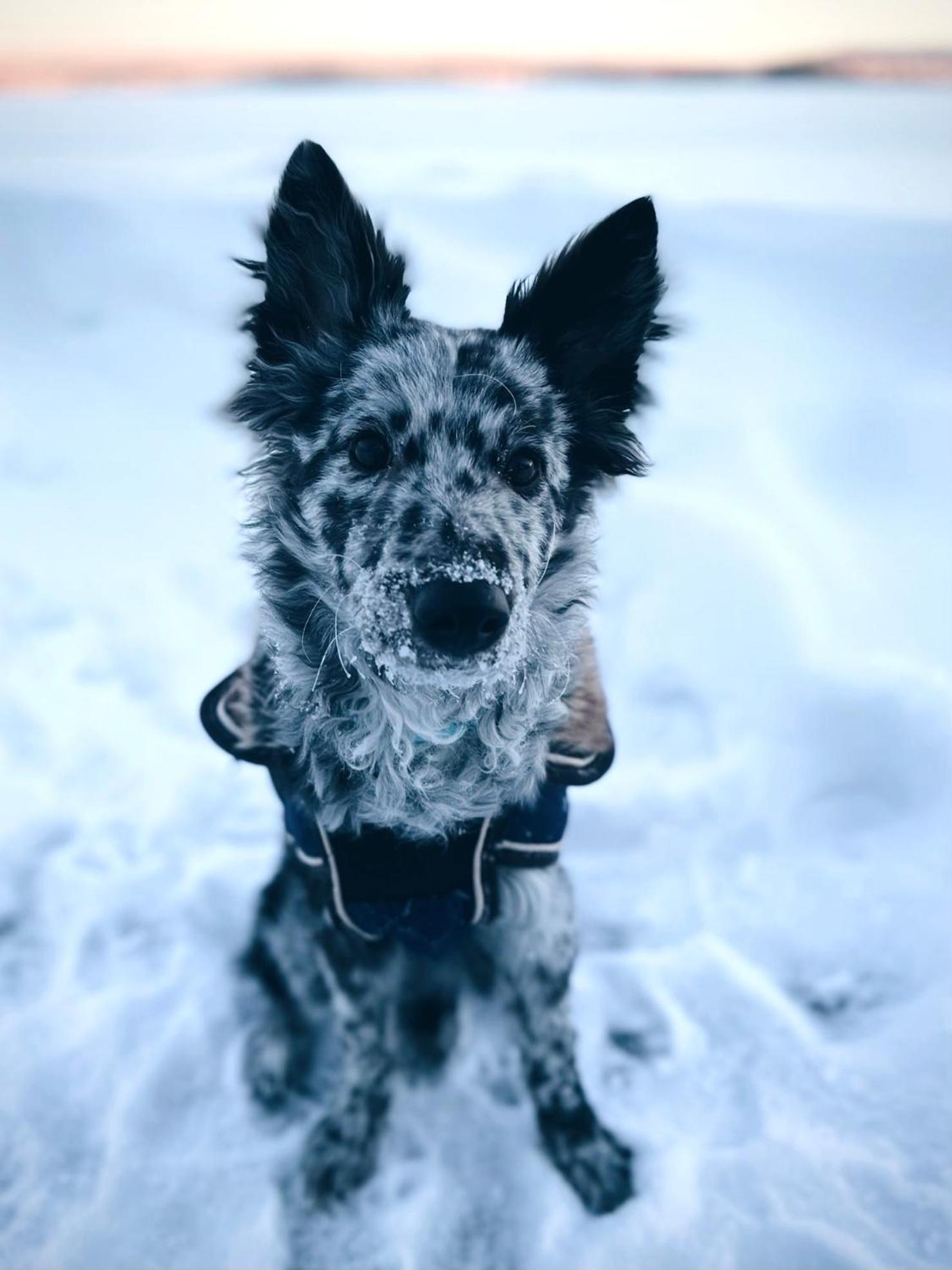 Aurora Igloo Fireplace-Heated Tents In A Secret Forest With Private Jacuzzi And Shared Sauna Bathroom And Dog Friendly Рованиеми Екстериор снимка